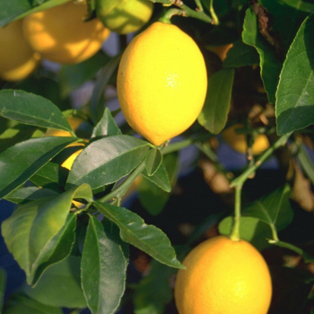 Citrus limon (Citrónovník)  ´VERNA´  kont. C7,5L,  výška: 100-130 cm